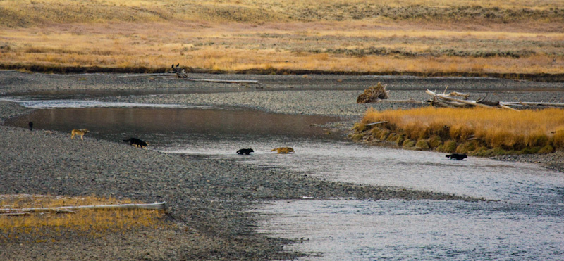 Wolf Pack Crossing Lamar River